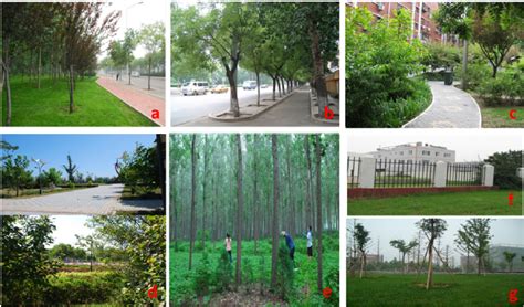 The seven types of land use in our study: ( a ) Road greenbelts; ( b ...