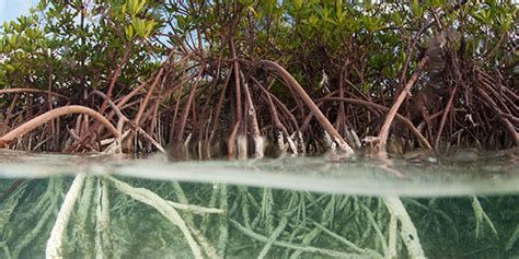 Red Mangrove | National Wildlife Federation