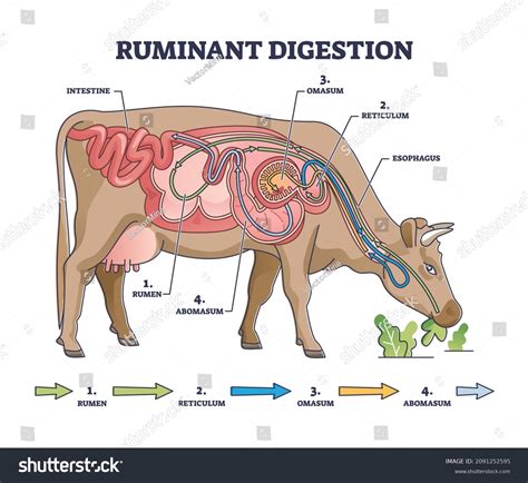 Ruminant Cartoon