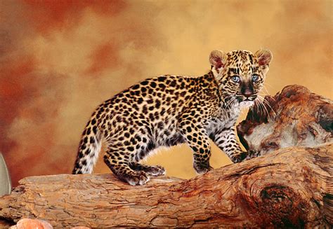 spotted leopard - Animal Stock Photos - Kimballstock