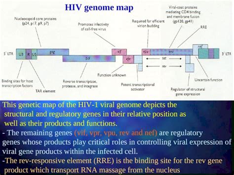 (PPT) HIV genome map This genetic map of the HIV-1 viral genome depicts ...