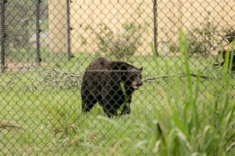 Florida Black Bear Habitat - PLAYGROUND Magazine