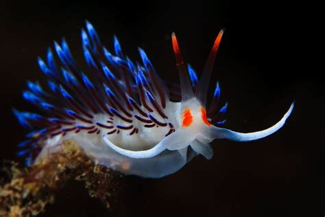 45 best Abyssal Zone images on Pinterest | Marine life, Under the sea ...