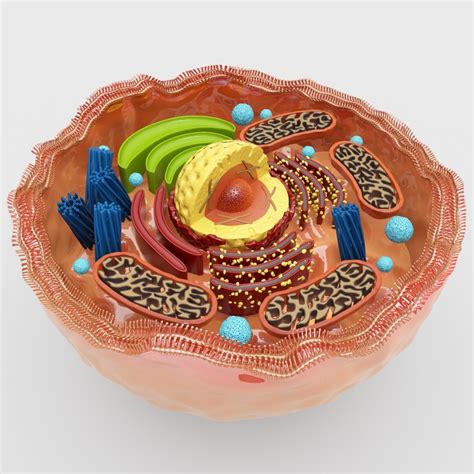 Human Cell Structure 3D Model