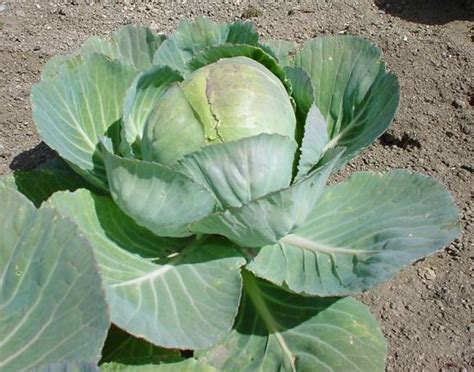 10 Best Cabbage Varieties in India | Different Types of Cabbage