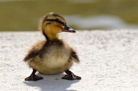 Cute Duck – Telegraph