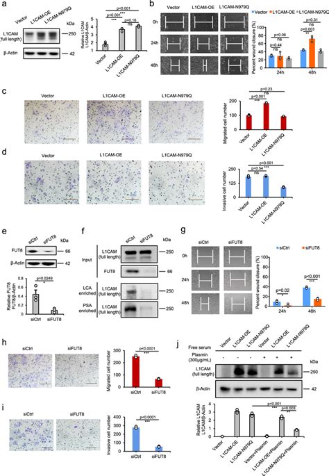 In vitro validation of site-979-specific core fucosylation of L1CAM is ...