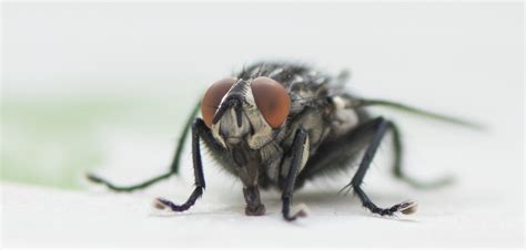 What Diseases Are Carried and Transmitted by Flies? | Pest Defence