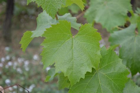 Grape Leaves in Winter Art & Collectibles Photography jan-takayama.com