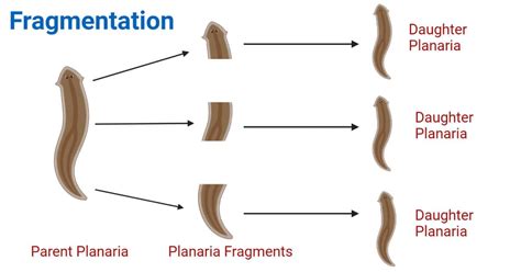 Fragmentation in Plants, Animals, Fungi, Algae with Examples