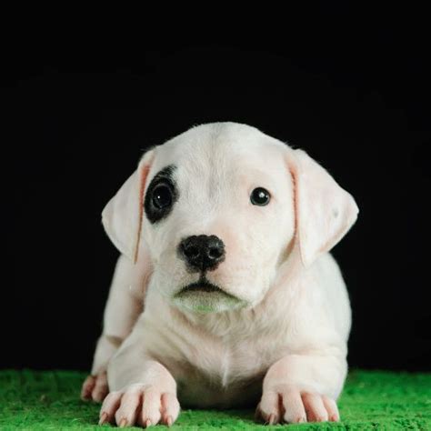 How much does a Dogo Argentino cost? - What are annual expenses?