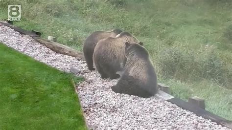 WATCH: Young grizzly bear cubs play in backyard near Polson