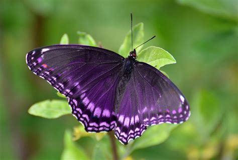 Purple Butterfly Meaning and Symbolism