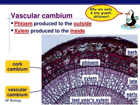 PPT - Plant Growth PowerPoint Presentation, free download - ID:689168