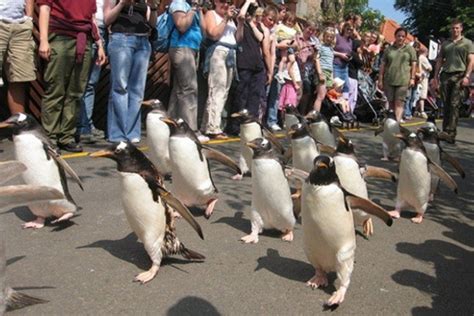 Edinburgh Zoo: A Popular, Family-Friendly Attraction