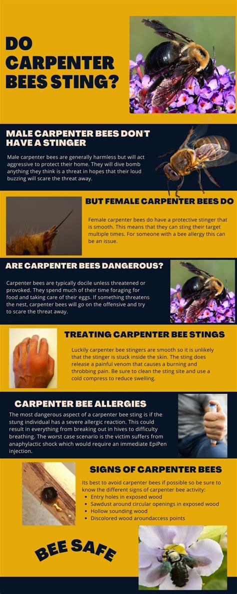 Do Carpenter Bees Sting & Are They Dangerous?