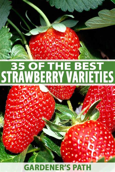 35 of the Best Strawberry Varieties for Home Gardeners