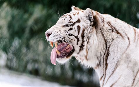 Siberian White Tiger 4k Wallpapers - Wallpaper Cave