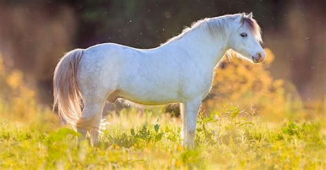 Welsh pony – the world’s most popular pony breed