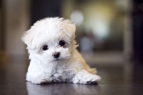 Cute Maltese Puppy Wallpaper - Pets Lovers