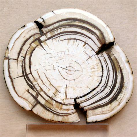 File:Mammoth ivory hg.jpg - Wikimedia Commons