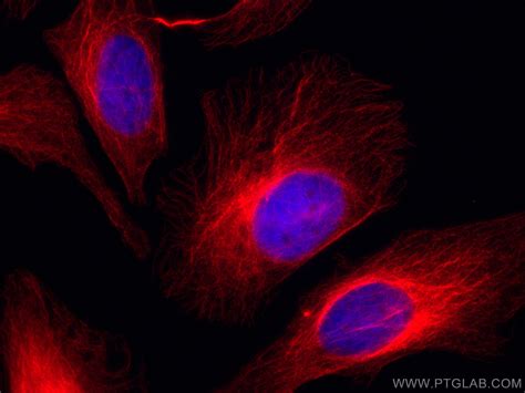 Mouse-IgG antibody (CL594-10283) | Proteintech