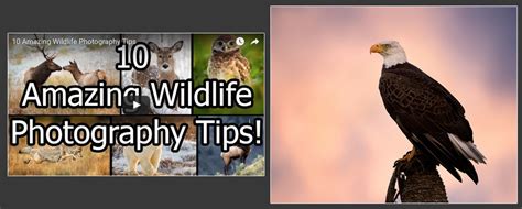 10 Amazing Wildlife Photography Tips