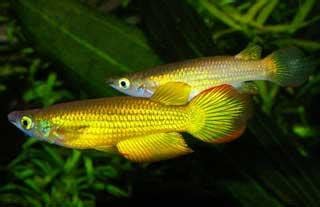 Golden Wonder Killifish - Live Fish Direct