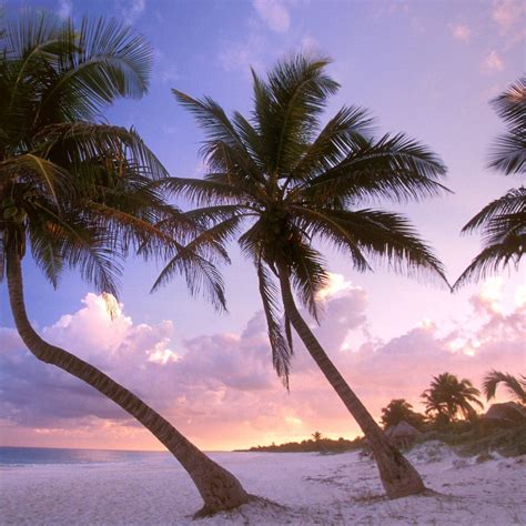 Palm Tree Sunset Wallpaper (70+ images)