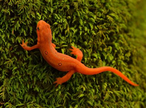 Facts About Newts | Live Science