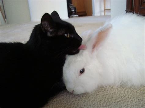 Cats & Rabbits & More - Adoptions ~ Education ~ Pet Products - Cats ...