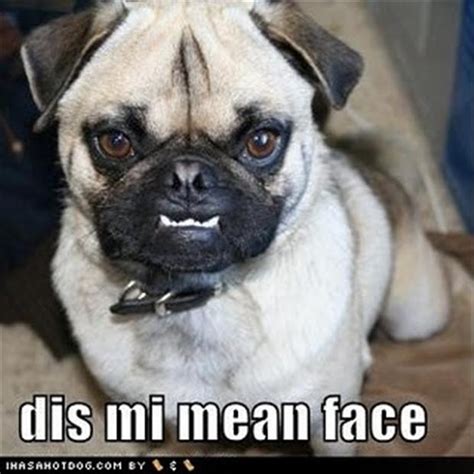 Funny Pug Dog Pictures - 35 Pics