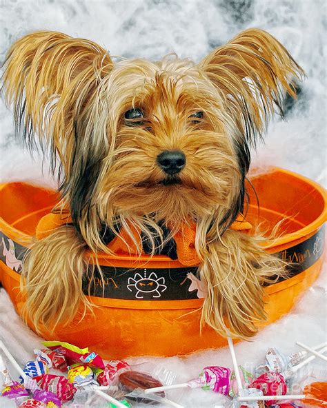 Yorkie Halloween Photograph by Billie-Jo Miller - Fine Art America