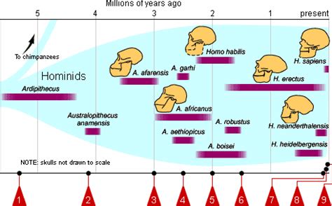 fhs-bio-wiki / Hominid evolution