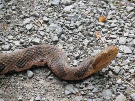 Most common snakes in NC