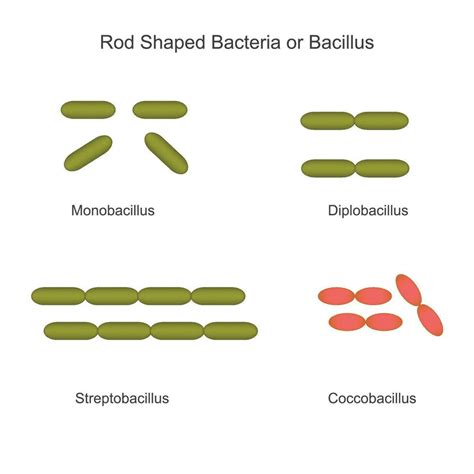 Coccobacilli Shape