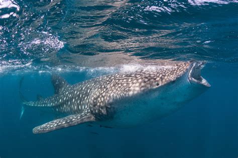 Whale Shark Anatomy — Marine Megafauna Foundation