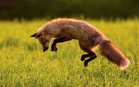 Online crop | HD wallpaper: animals, fox, jumping, grass, side view ...