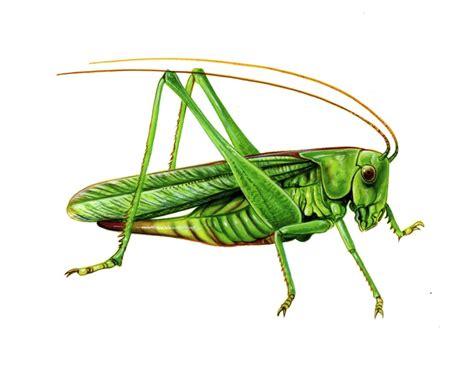 Cricket Insect Drawing at GetDrawings | Free download