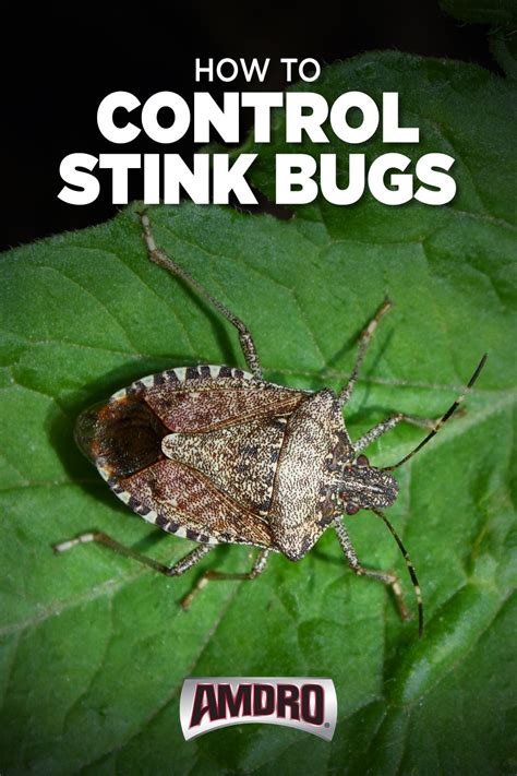 Stink Bug Identification and Control Tips | Stink bugs, Bug prevention ...