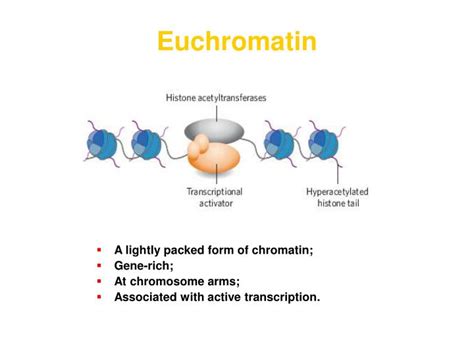 PPT - Chromatin Structure & Dynamics PowerPoint Presentation - ID:1132485