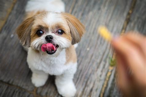 23 Non-Shedding Dogs for a Hypoallergenic Household — Best Life