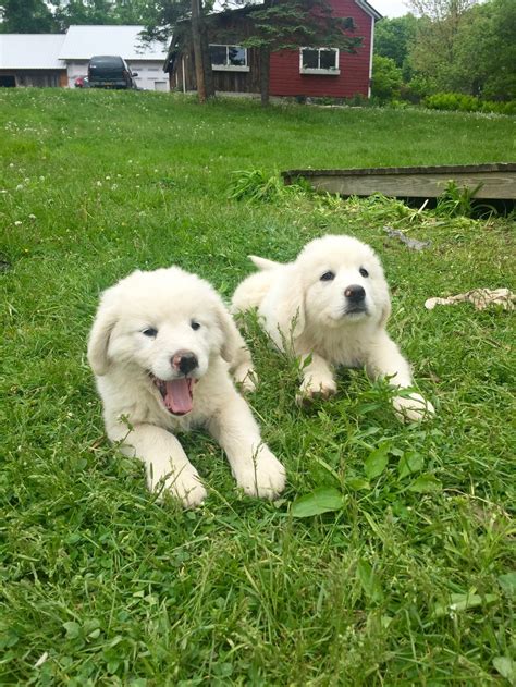 Maremma Sheepdog - Temperament, Lifespan, Shedding, Puppy