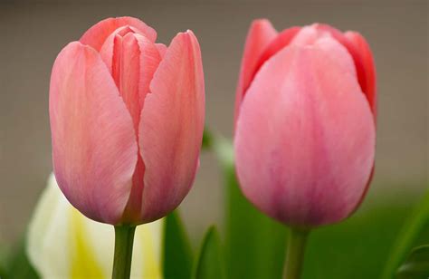 When To Plant Tulips, Daffodils, & Other Flower Bulbs * Big Blog of ...