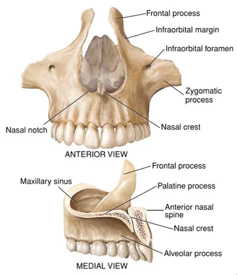 Maxilla Bone : Palatine process; Alveolar process | Anatomy bones ...