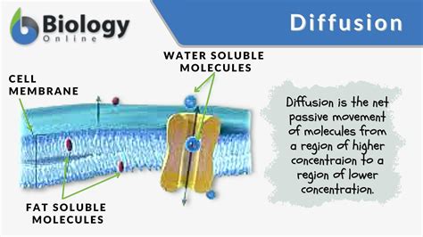 Diffusion - Definition and Examples - Biology Online Dictionary