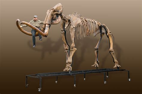 Russian woolly mammoth skeleton (Mammuthus primigenius) - one of the ...