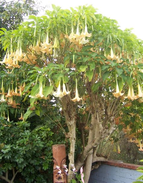 The 2 Minute Gardener: Photo - Angel Trumpet Tree (Brugmansia sp ...