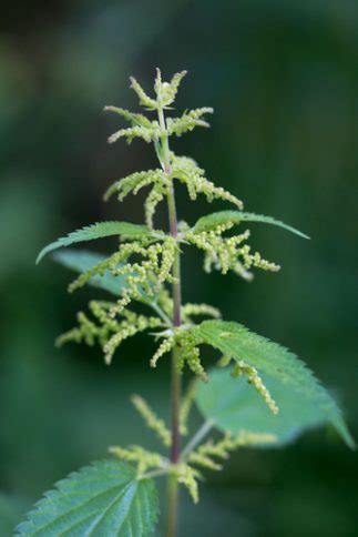 Nettle Root: Benefits For Prostate and More [2022 Studies] - urbol.com