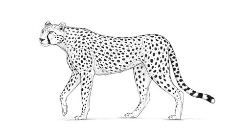 How to Draw a Cheetah | Envato Tuts+